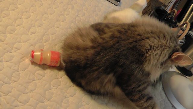 猫師匠のんの 経過監視: 猫師匠のんの美味しい生活